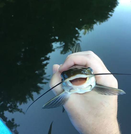 JazzFishTearout 